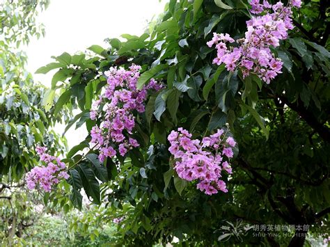 紫薇開花期|大花紫薇